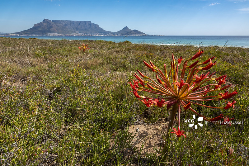 烛台花（Brunsvigia orientalis），背景是开普敦和桌山，南非西开普省图片素材