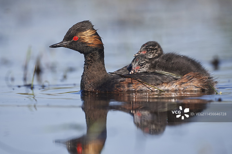 黑颈䴙䴘（Podiceps nigricollis）背着它的幼鸟在法国布伦的水面上图片素材