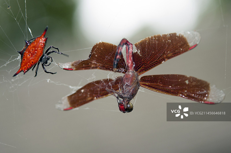 蟹蛛与红蜻蜓，巴厘岛，印度尼西亚图片素材