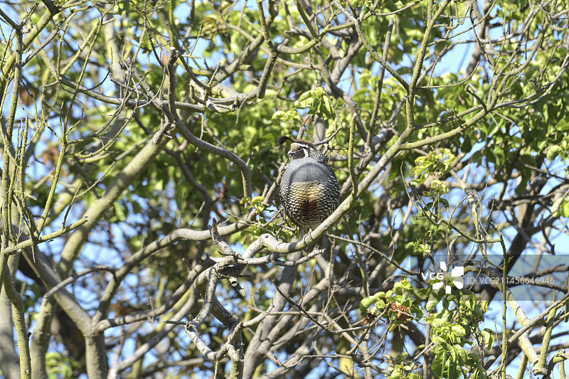 加州鹌鹑，春季在智利瓦尔帕莱索区鸣叫的成年雄鸟图片素材