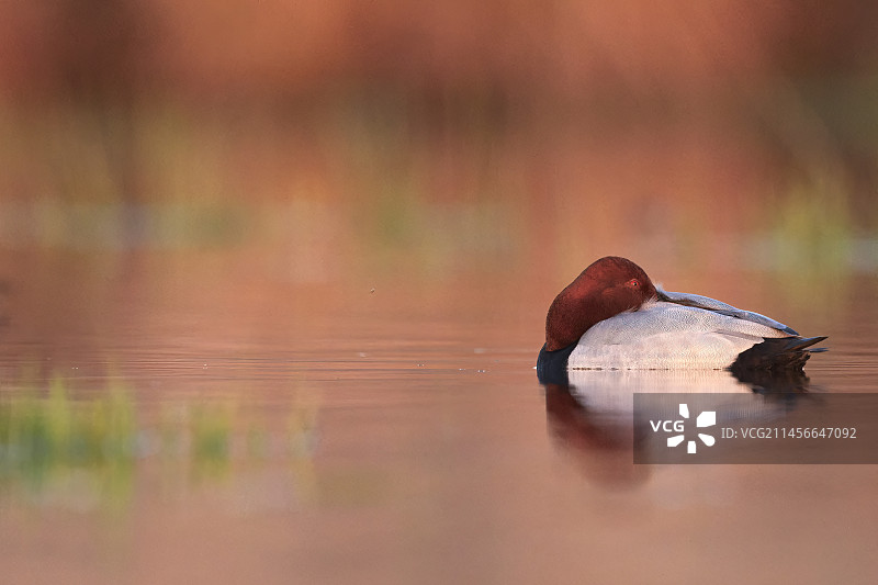 法国布伦地区，夕阳下栖息在水面上的红头潜鸭图片素材