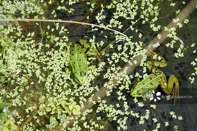 法国诺曼底佩尔什地区的食用蛙和绿色小扁豆图片素材