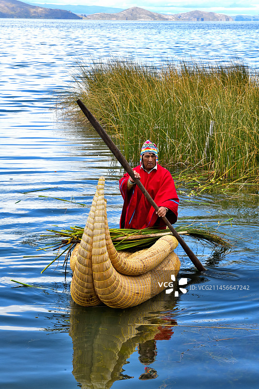 艾马拉人带回他刚割下的托托拉草，玻利维亚的的喀喀湖图片素材
