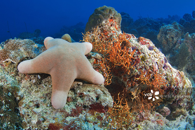 颗粒状海星(Choriaster granulatus)，珊瑚礁，阿里环礁，马尔代夫，海洋生态系统，印度洋图片素材