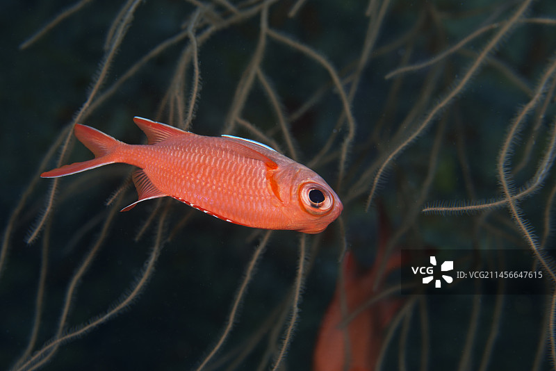 军曹鱼（Myripristis sp）。阿里环礁，马尔代夫群岛，印度洋图片素材