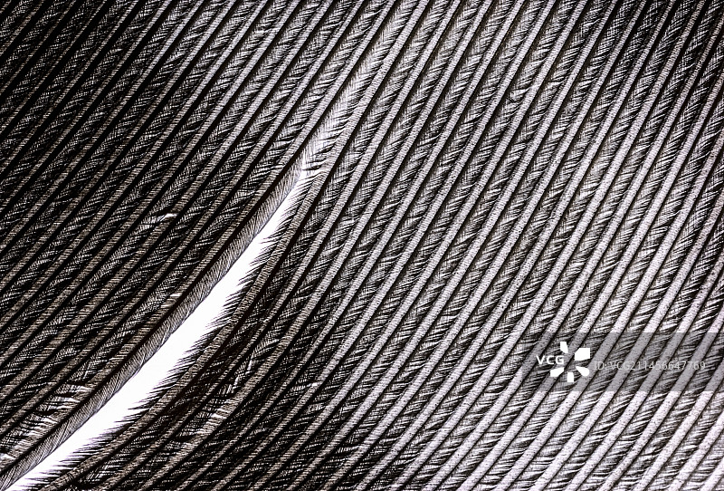 鸟羽的羽小枝和微羽图片素材