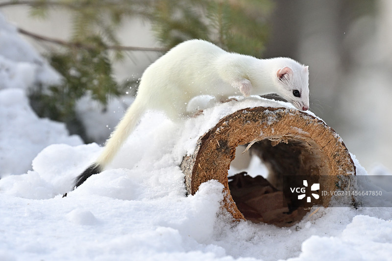 白色冬装长尾黄鼠狼：魁北克省萨格奈圣约翰湖地区，加拿大图片素材