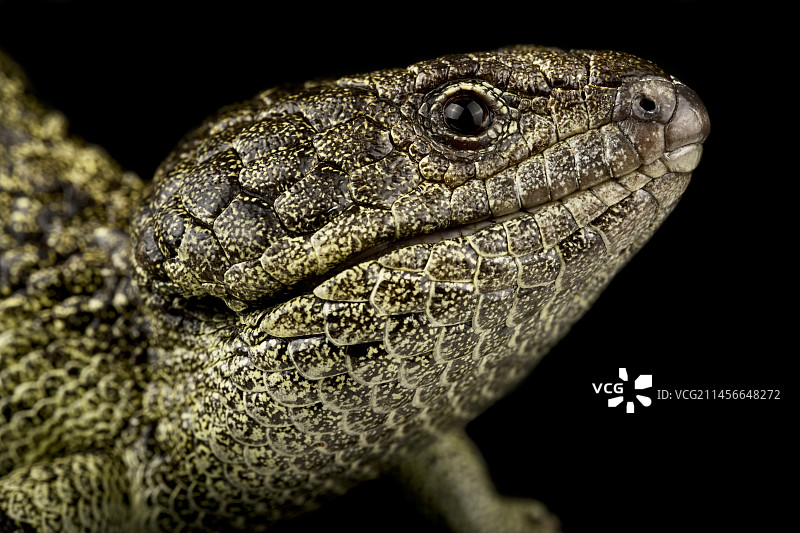 罗特尼斯岛松果蜥图片素材