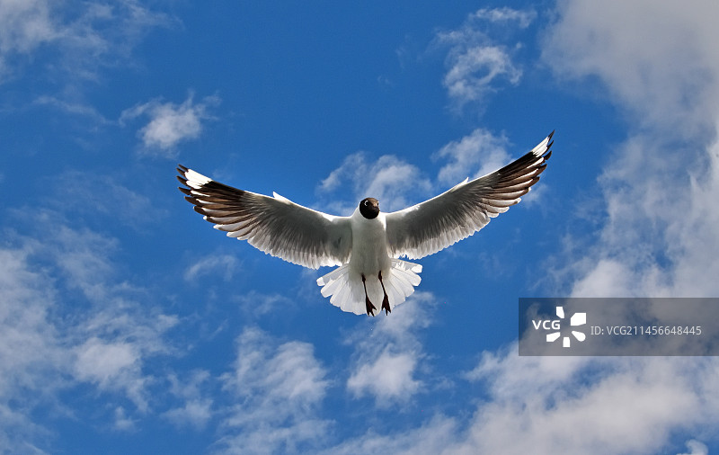 安第斯山脉的鸥在的的喀喀湖上飞行图片素材