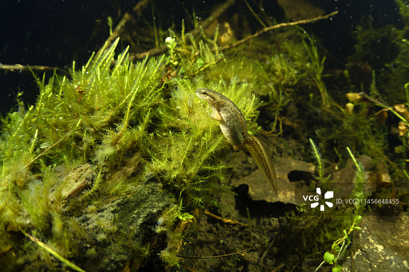 在法国卢瓦尔-谢尔省库菲的池塘中产卵的掌状蝾螈雌性图片素材