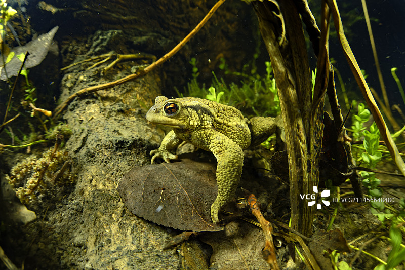 法国卢瓦-谢尔省库菲市，繁殖期在池塘中寻找雌性的雄性普通蟾蜍图片素材