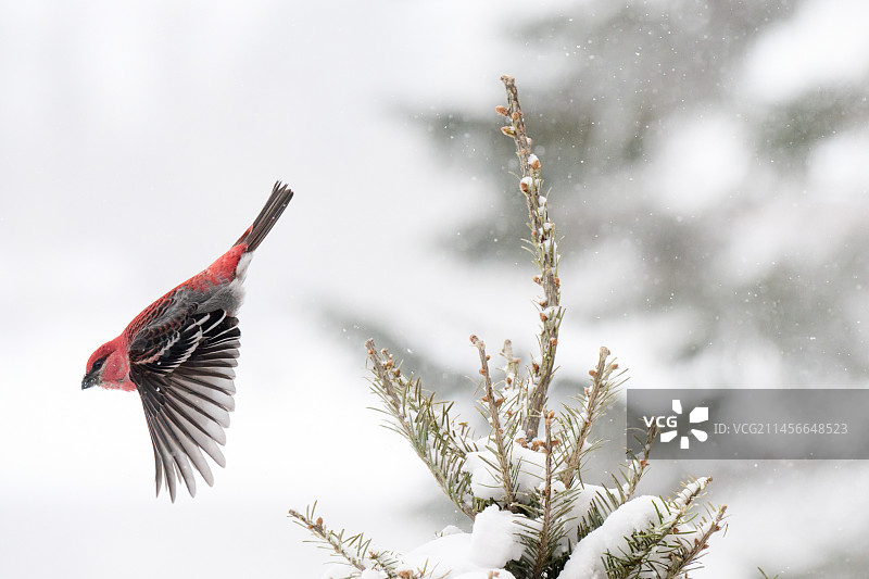加拿大雄性松雀飞离积雪针叶树梢图片素材