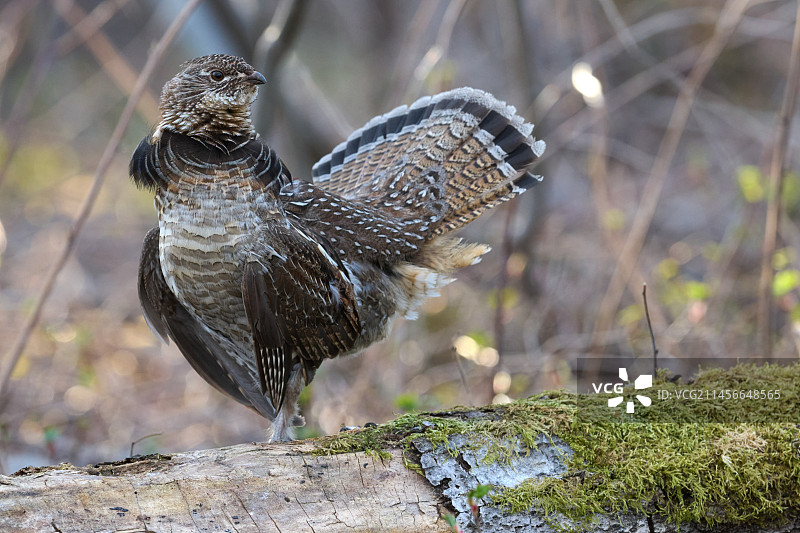 求偶期，加拿大魁北克省，圣约翰湖地区，雄性蓬松松鸡拍打翅膀图片素材