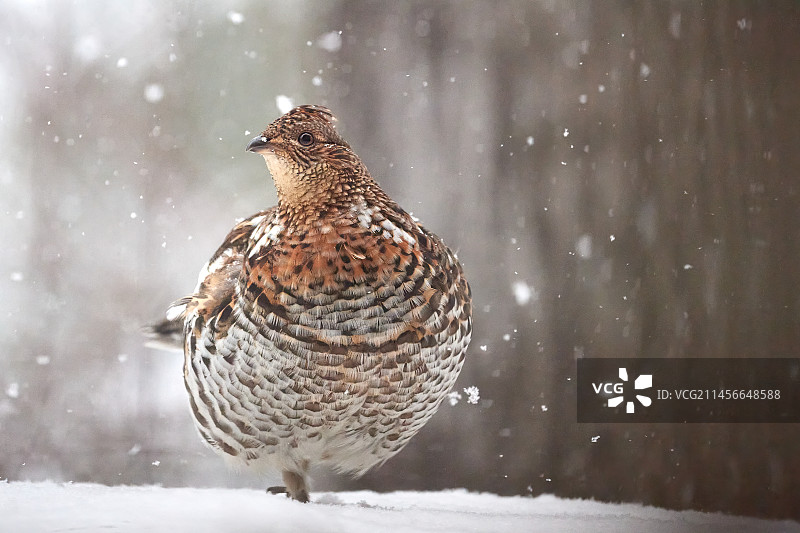 魁北克省萨格奈地区的雪地上的棕翅榛鸡图片素材