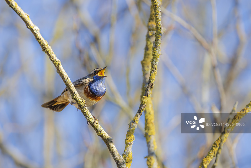蓝喉歌鸲雄鸟枝头歌唱，法国加来海峡省图片素材