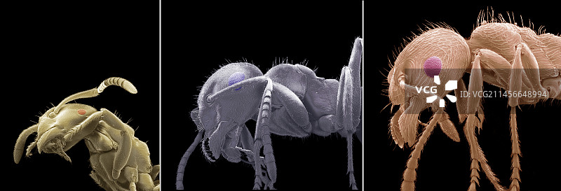 英国蚂蚁扫描电镜图图片素材