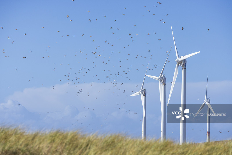 在风力涡轮机附近飞翔的银鸥，春季，加来海峡，法国图片素材
