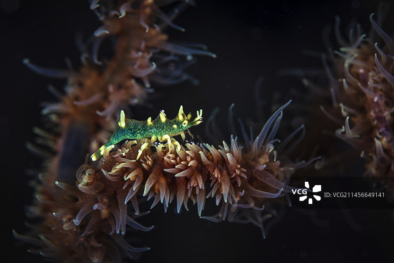 海鞭珊瑚上的龙虾（硬氏米罗虾），马约特图片素材