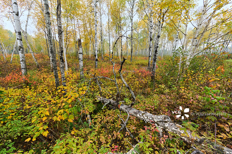 加拿大魁北克省萨格奈拉克圣让地区的白杨树林秋景图片素材