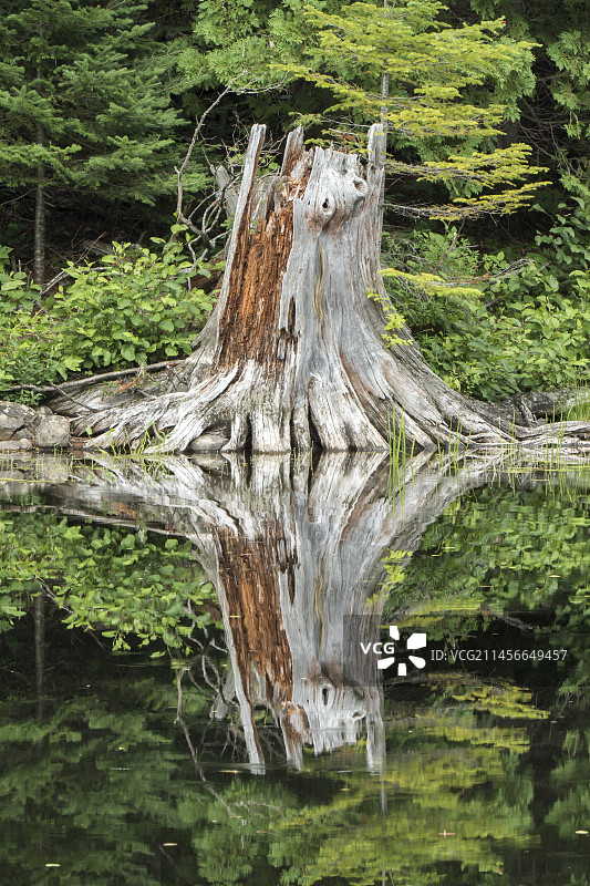 魁北克省莫里斯国家公园：湖面倒影中的白松树桩图片素材