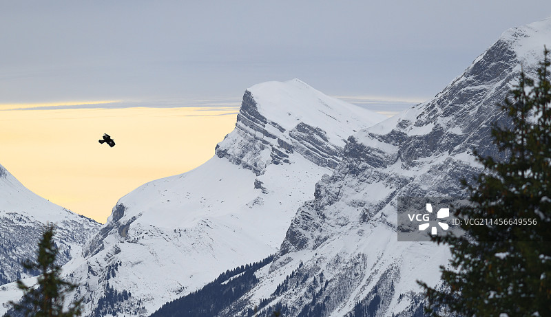 金雕（Aquila chrysaetos）在冬季飞越阿尔卑斯山，萨莫恩斯，上萨瓦省，法国图片素材