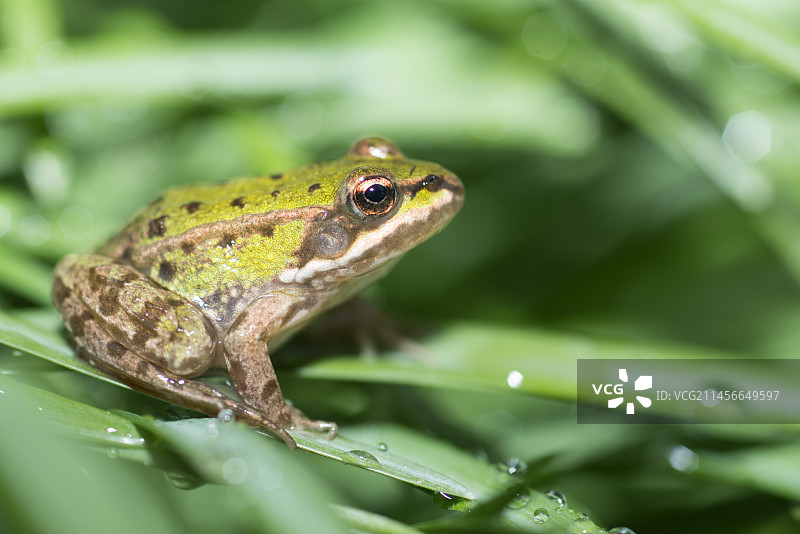 草地上的欧洲绿蛙，法国北部孚日地区自然公园图片素材