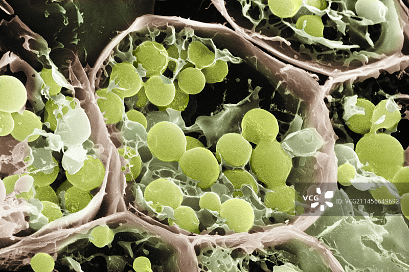 成熟鳄梨的细胞结构图片素材