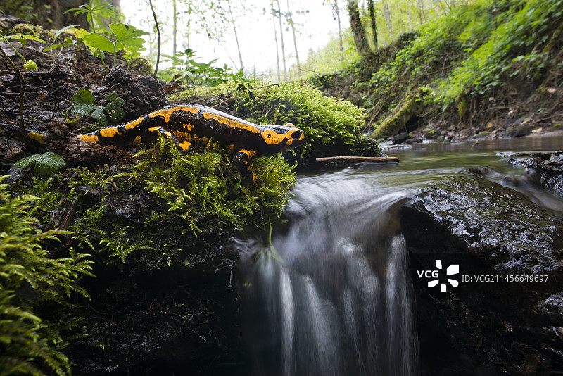 法国北部孚日地区自然公园溪流边缘的斑点火蜥蜴图片素材