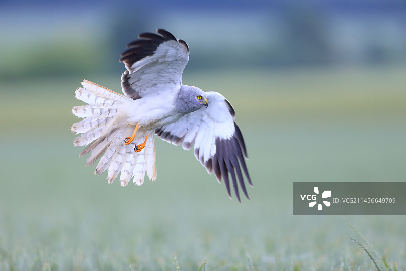 法国诺曼底卡尔瓦多斯平原，春季飞行的鹞鹰在谷物田中寻找猎物图片素材