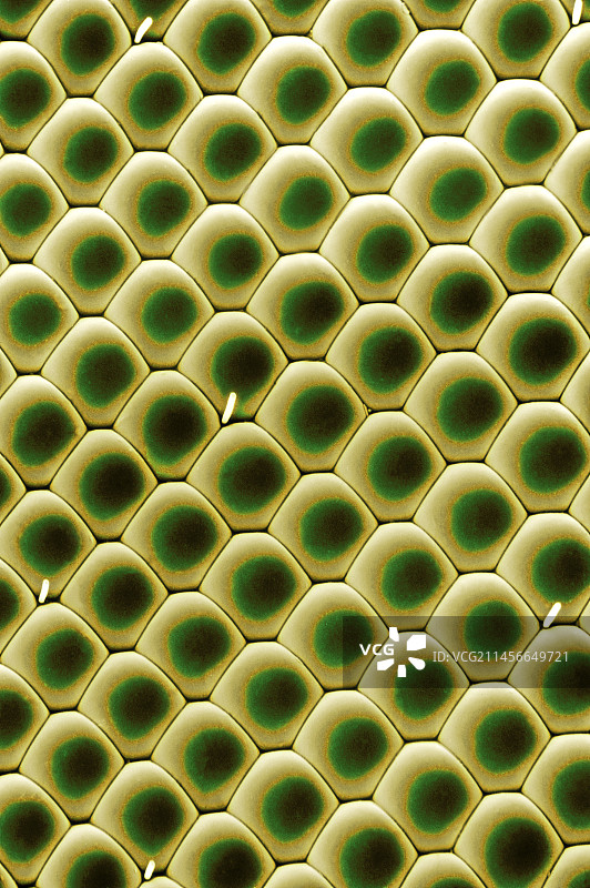 丽蝇的复眼图片素材