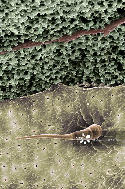 花园百日草叶的细胞结构图片素材