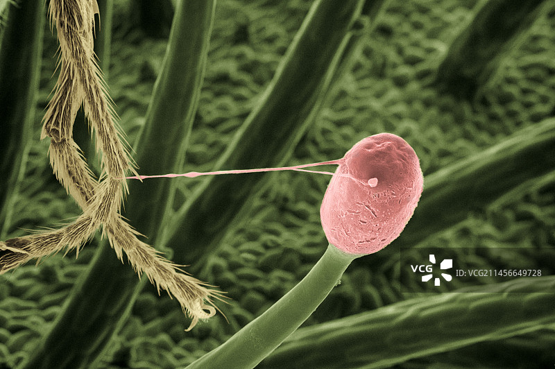 茅膏菜粘液的纳米技术图片素材