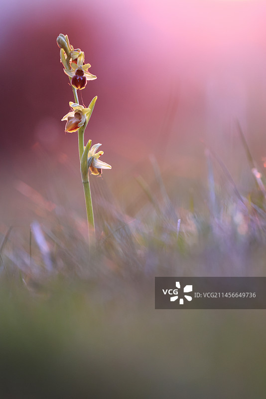 早花蜘蛛兰在法国诺曼底石灰岩山坡上盛开图片素材