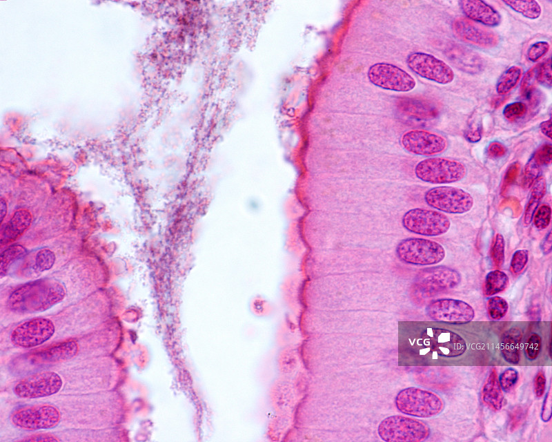 柱状上皮细胞显微照片图片素材