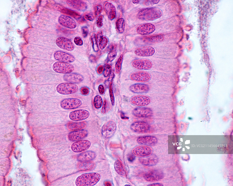 柱状上皮细胞显微照片图片素材