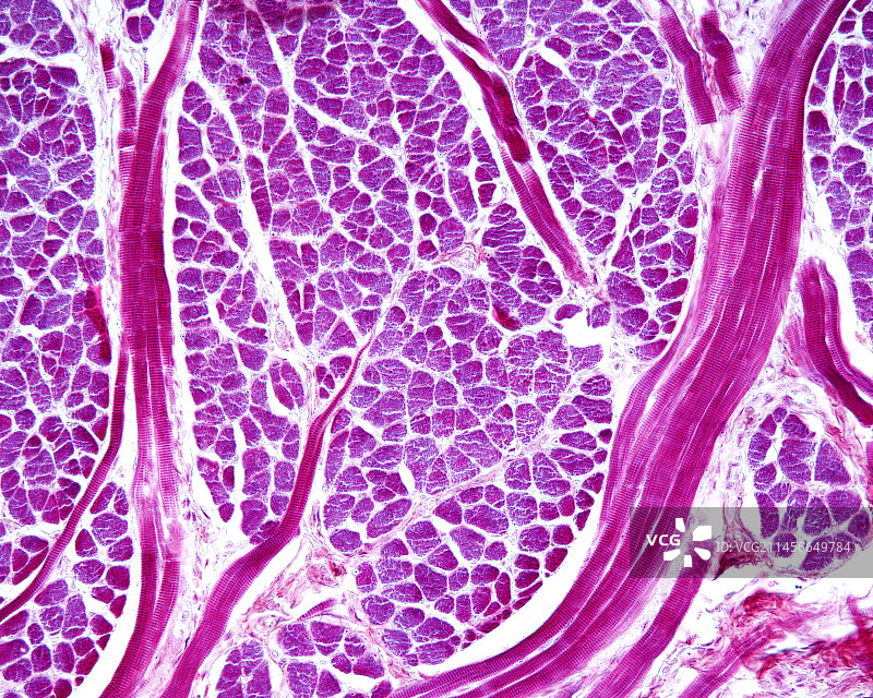 骨骼肌纤维PTAH技术图片素材