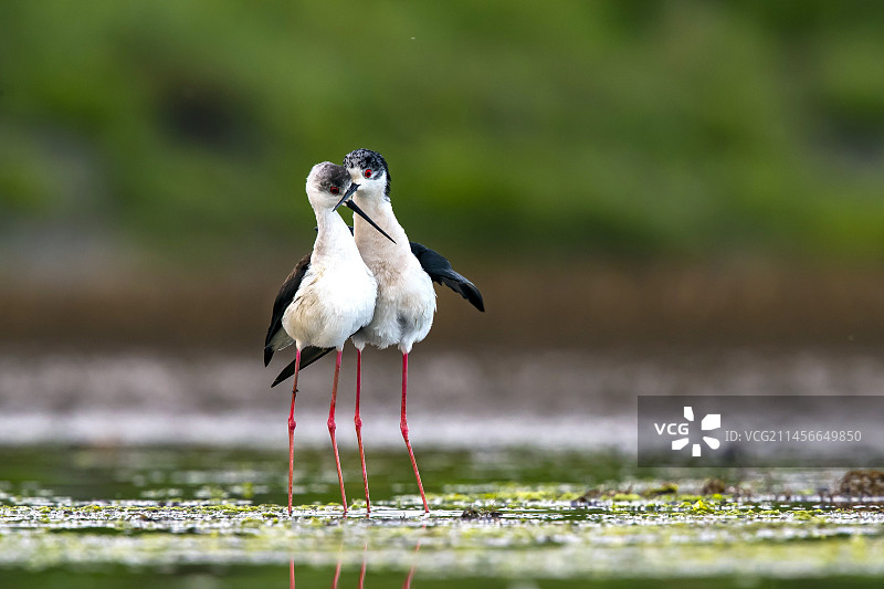 黑翅长脚鹬的温柔瞬间，法国布列塔尼莫尔比昂海湾图片素材
