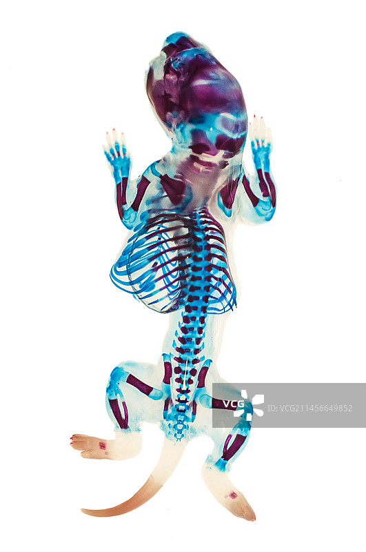 骨骼和软骨发育，光学显微镜照片图片素材