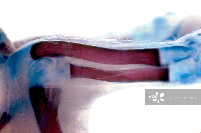 大鼠腿骨发育，光学显微照片图片素材