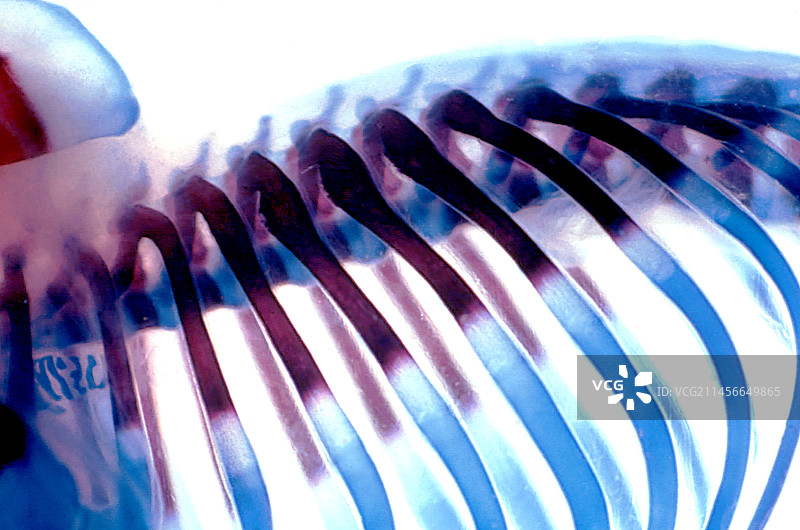 大鼠肋骨发育显微照片图片素材