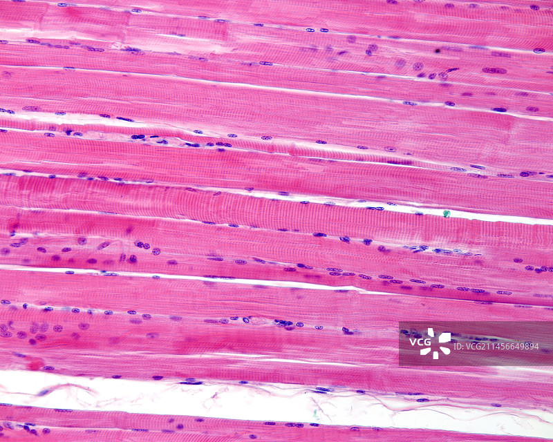 骨骼肌纤维显微照片图片素材