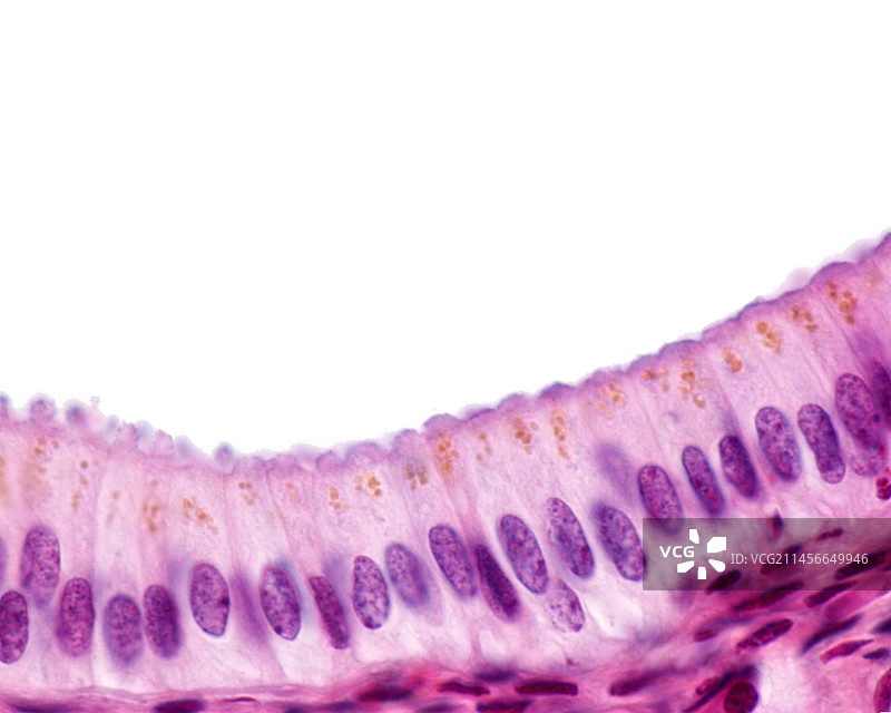 柱状上皮细胞显微照片图片素材