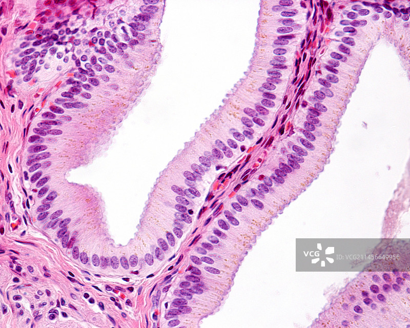 柱状上皮细胞显微照片图片素材