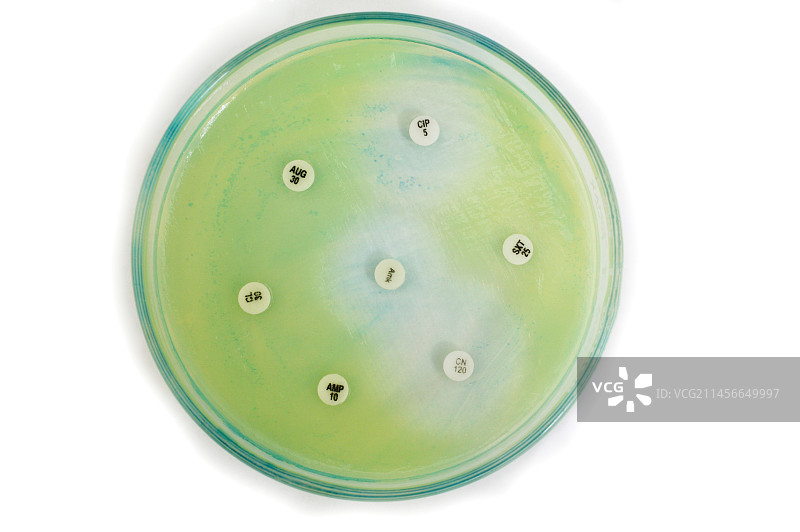 细菌敏感性测试图片素材