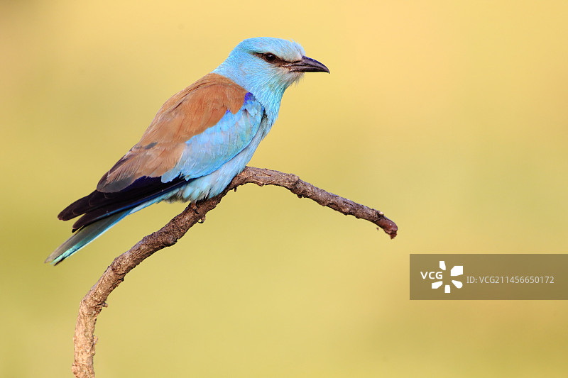 在匈牙利霍尔托巴吉国家公园的草地上寻找猎物的欧洲roller图片素材