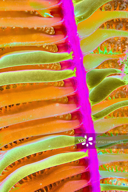 海笔，抽象图像图片素材