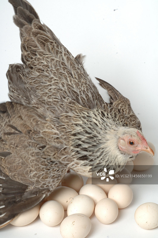 母鸡守护鸡蛋图片素材