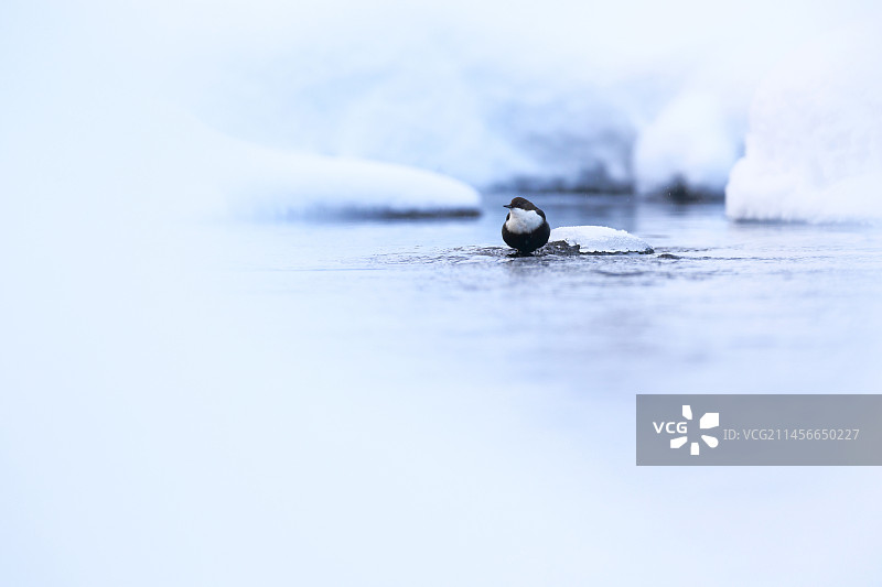 冬季在芬兰河流中的白喉河乌图片素材