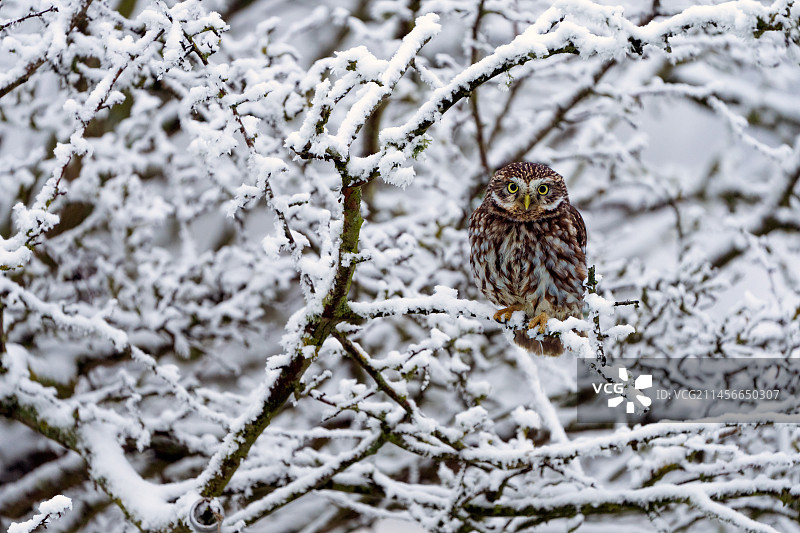 小猫头鹰栖息在覆盖着白霜的树枝上，英格兰图片素材