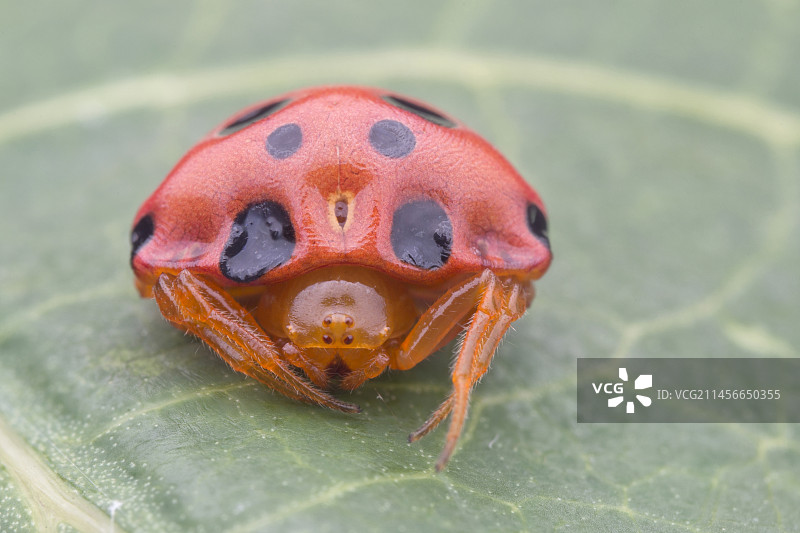 模仿瓢虫的蜘蛛图片素材
